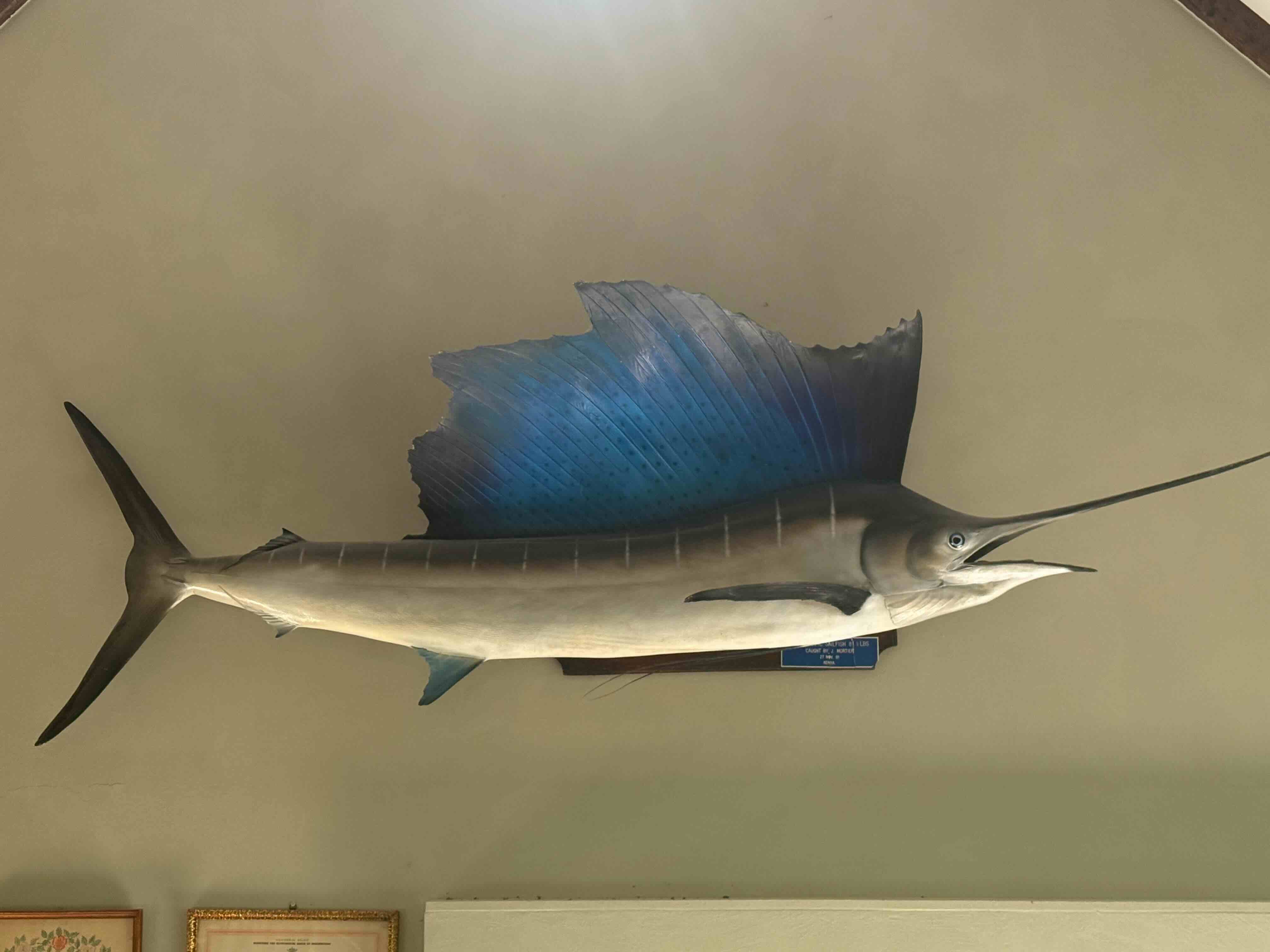 Verhalen van het huis : The Pacific Sailfish